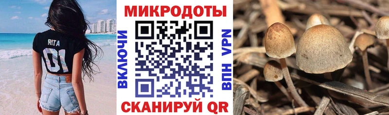 Купить закладки  Севск  Псилоцибиновые грибы Cubensis 